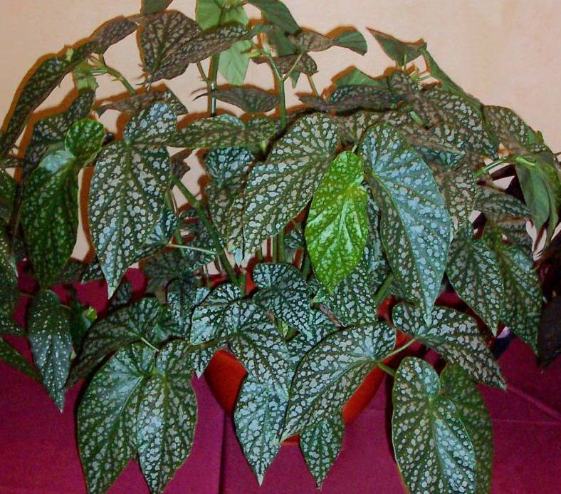 B. ‘Joyce Leitko’